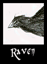 Raven